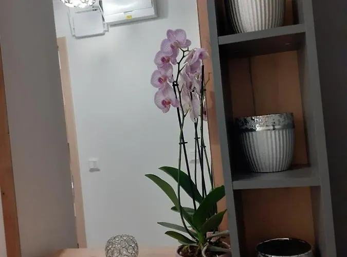 Cirkáló *